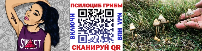 Галлюциногенные грибы Psilocybine cubensis  Кондрово 